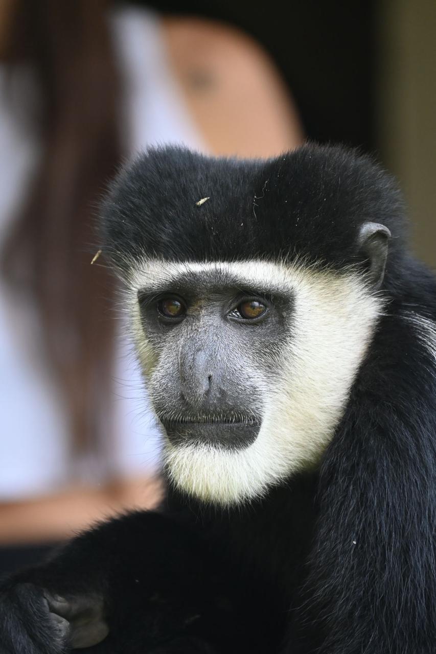 Colobus monkey in the Arabuko Sokoke forest canopy