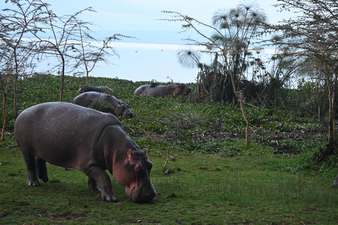 Hippo pod grazing at the water's edge