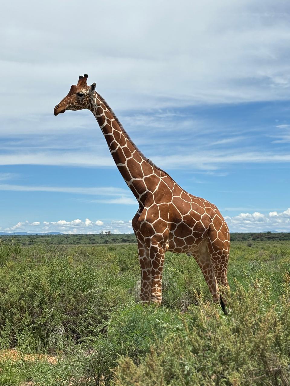 Giraffe against open grassland