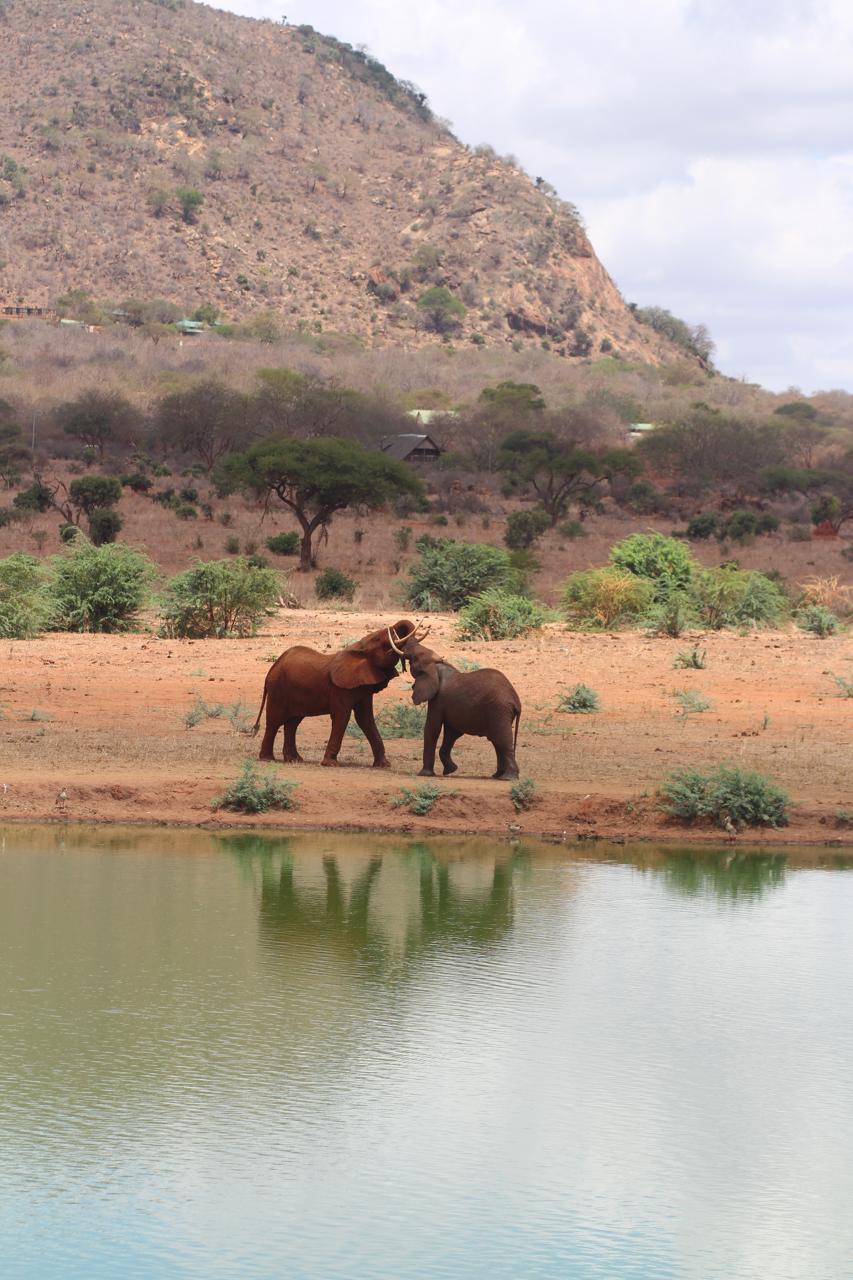 Elephants greeting at a Tsavo waterhole
