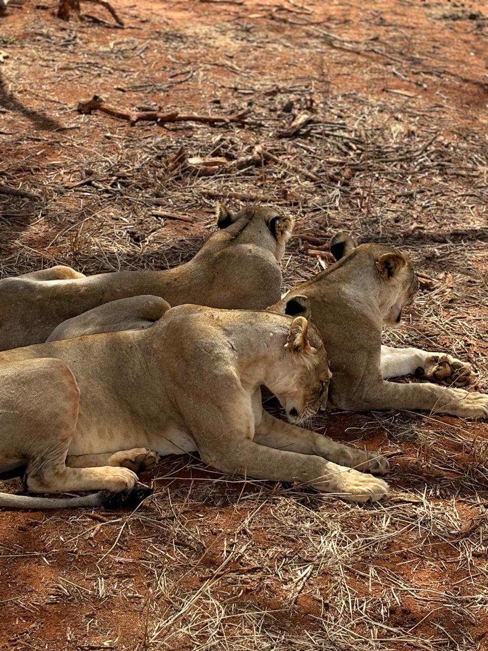 Lion pride resting in the shade, Tsavo East
